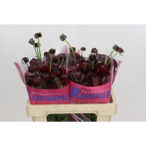 Ranunculus Romance Perigord