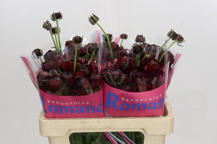 Ranunculus Romance Perigord