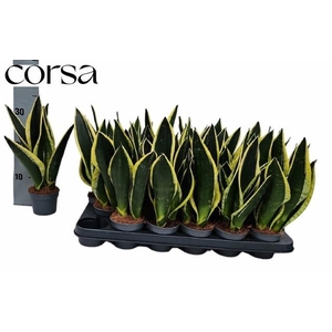 SANSEV TRIFASCIA  OV