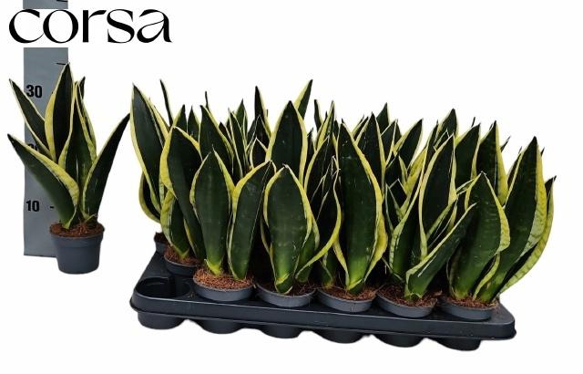 <h4>SANSEV TRIFASCIA  OV</h4>