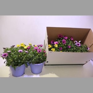 Osteo 3 Kleuren Mixbox