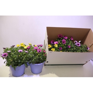 arr8 Osteo 3 Kleuren Mixbox