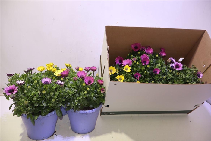 <h4>arr8 Osteo 3 Kleuren Mixbox</h4>