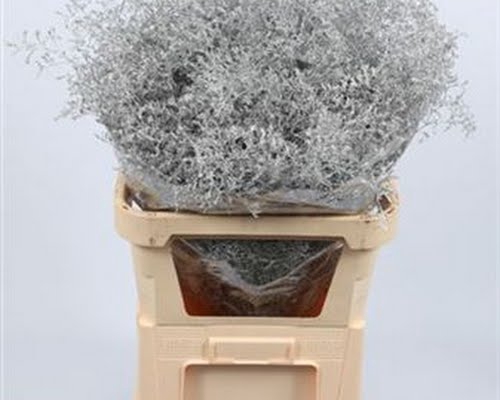 <h4>Limonium Beltlaard Klb Silver</h4>