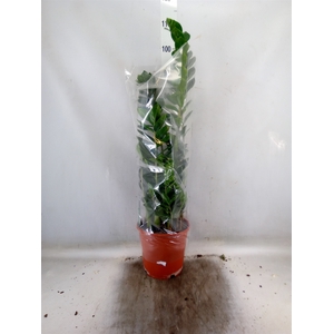 Zamioculcas zamiifolia