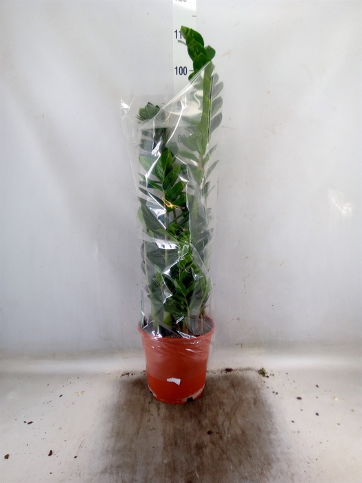 <h4>Zamioculcas zamiifolia</h4>