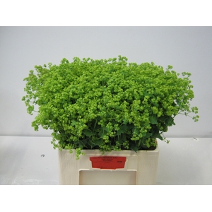 ALCHEM M ROBUSTICA
