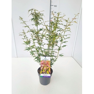 Acer palmatum Jerre Schwartz