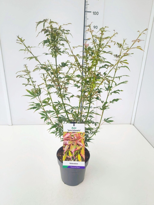 <h4>Acer palmatum Jerre Schwartz</h4>