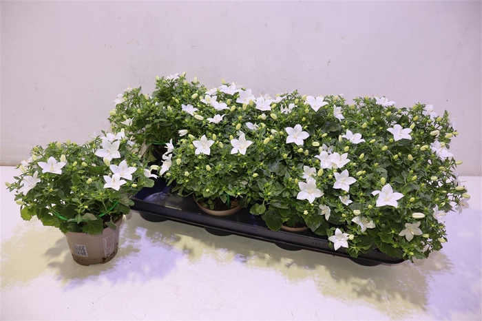 <h4>Camp Porto White</h4>