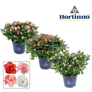 Hortinno® Home 'gemengd' 25 - 27 cm