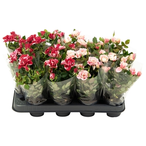 Nolina Roses Ø 7 cm. Mix Gigi/Piia Blanco sleeve