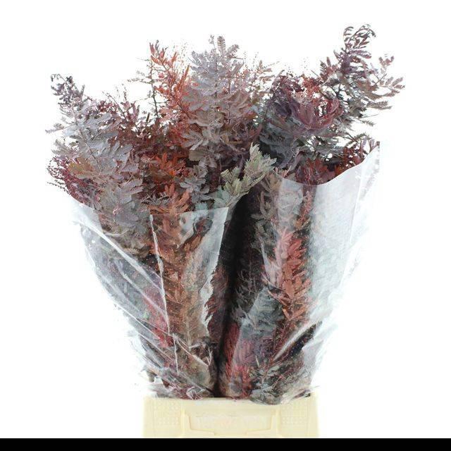 <h4>DECORGROEN KLB BS H%</h4>