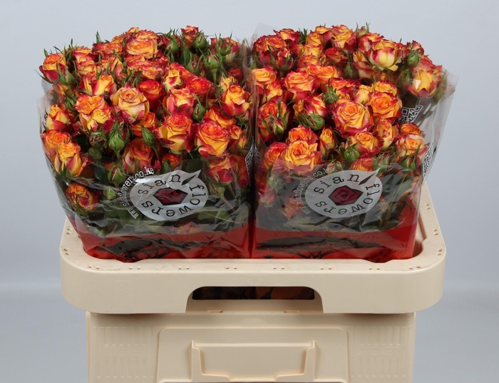 <h4>R TR LAND OF FIRE</h4>