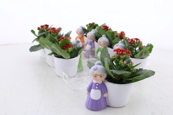 <h4>ARR KAMERPL</h4>