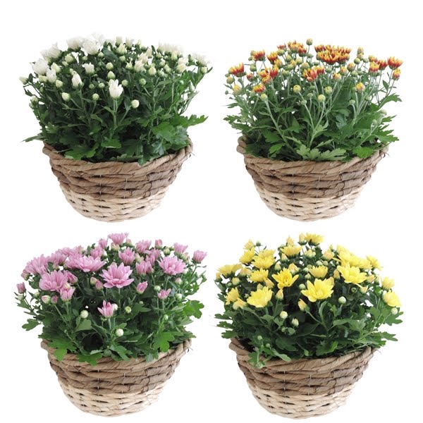 Collectie Lenn Chrysant Mix in Mand 25 cm