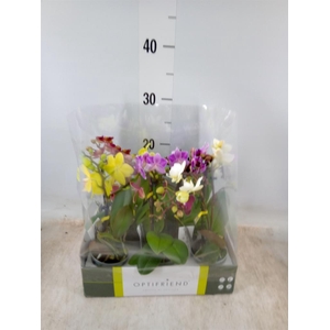 Phalaenopsis multi.   ...mix  5