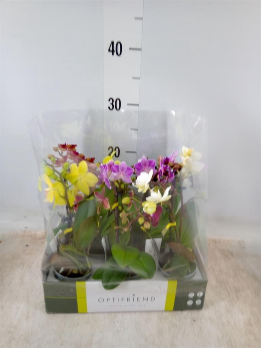 <h4>Phalaenopsis multi.   ...mix  5</h4>