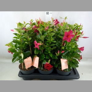 Mandevilla  'Sundavil Red'