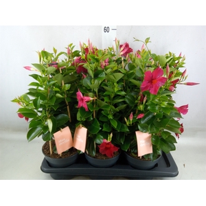 Mandevilla  'Sundavil Red'