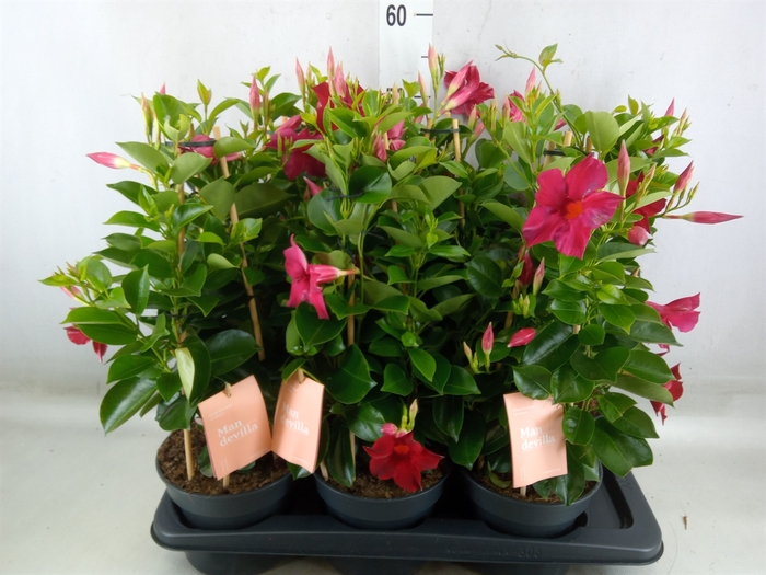 <h4>Mandevilla  'Sundavil Red'</h4>