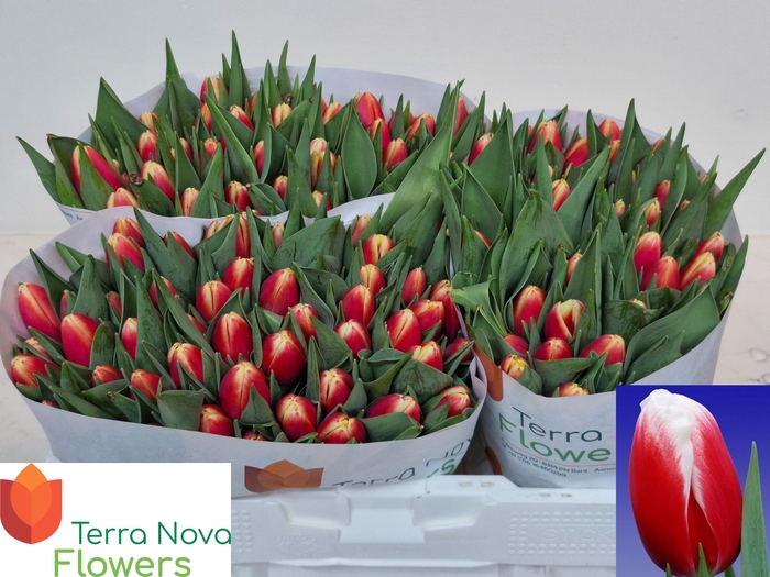 <h4>TU EN ENERGY4ALL</h4>