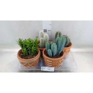Cactus   ...