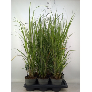 Panicum virgatum