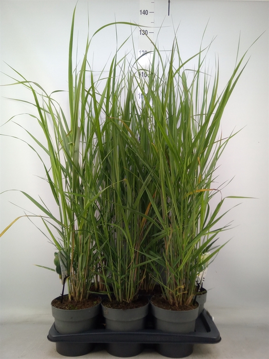 <h4>Panicum virgatum</h4>