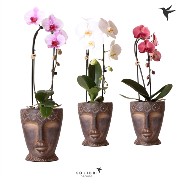 <h4>Kolibri Orchids Cascade Niagara fall 1 spike in Totem Mask</h4>