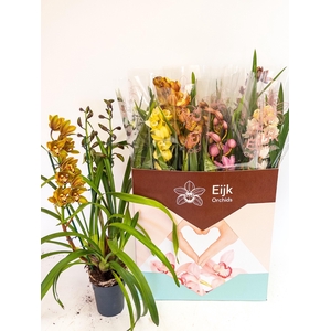 Cymbidium mix (Cites) 14Ø 85cm 3st