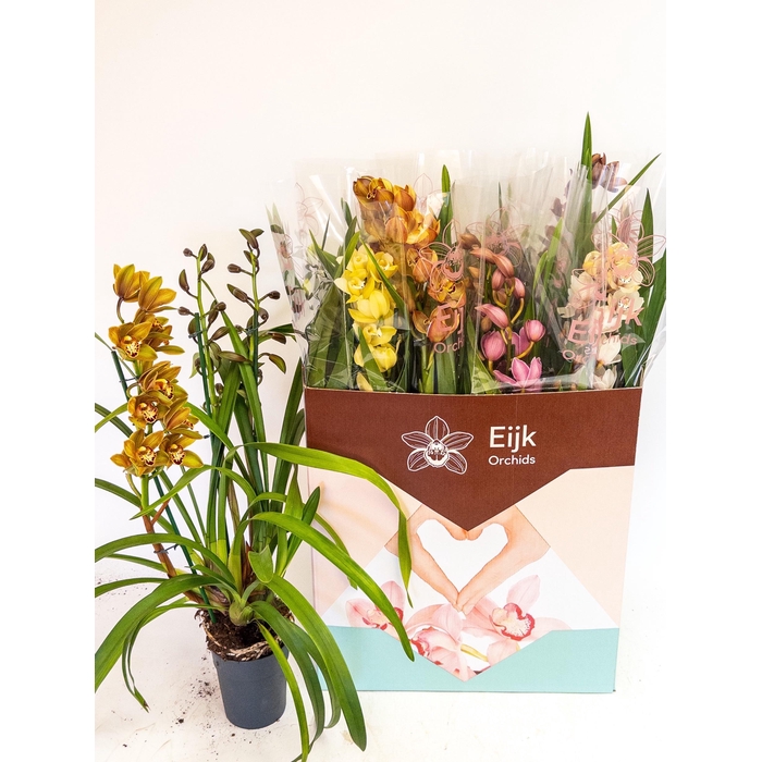 <h4>Cymbidium mix (Cites) 14Ø 85cm 3st</h4>