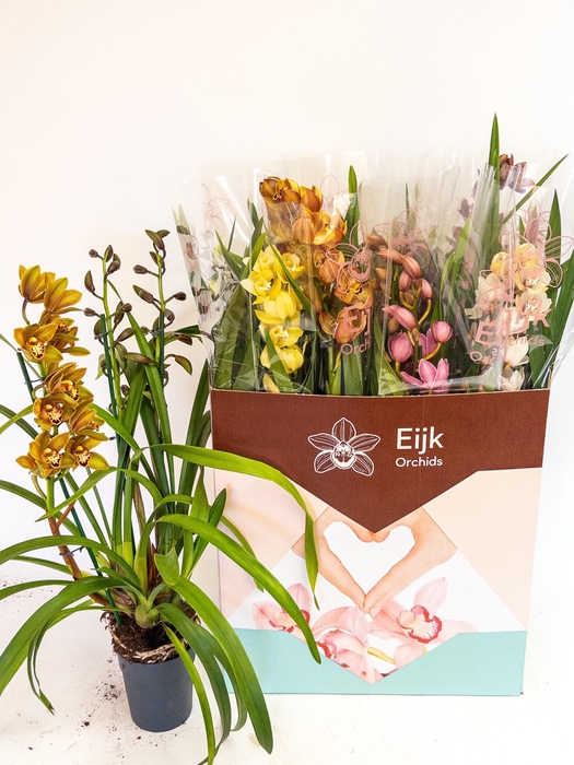 Cymbidium mix (Cites) 14Ø 85cm 3st
