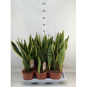 Sansevieria trifa. 'Laurentii'