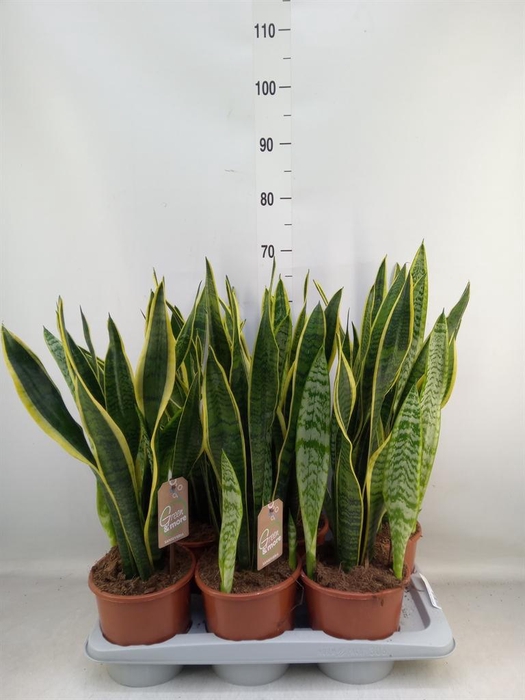 <h4>Sansevieria trifa. 'Laurentii'</h4>