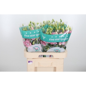 Eus G Rosi Bright Pi