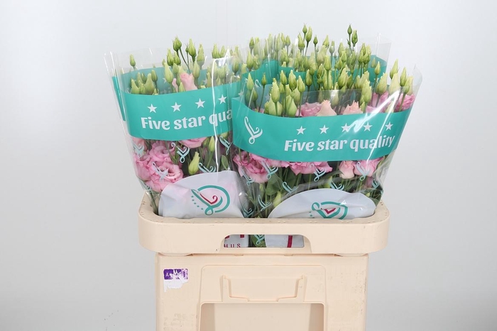 <h4>Eus G Rosi Bright Pi</h4>