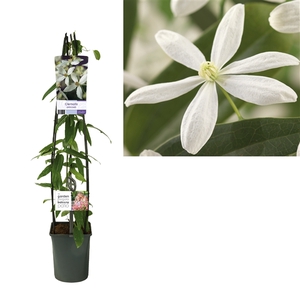 Clematis armandii +light label