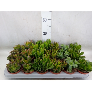 Crassula   ...mix