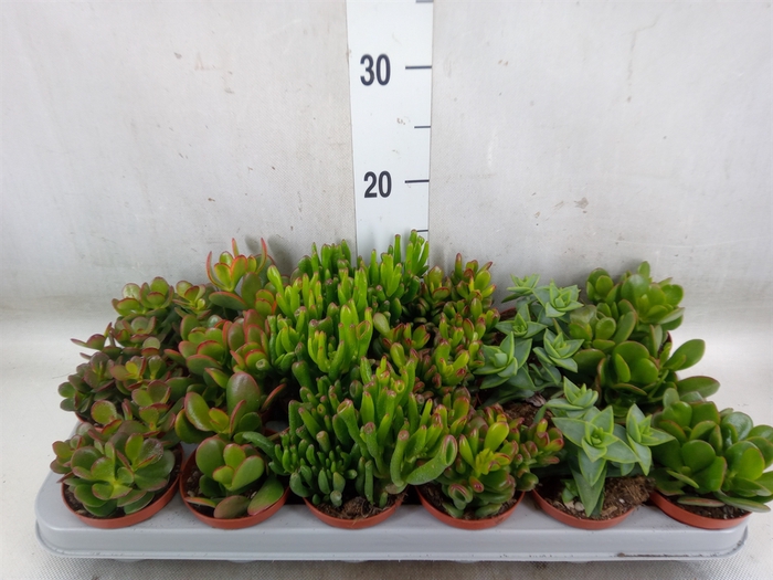 <h4>Crassula   ...mix</h4>
