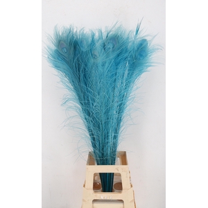 Feather Peacock Blue 110cm