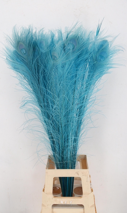 Feather Peacock Blue 110cm