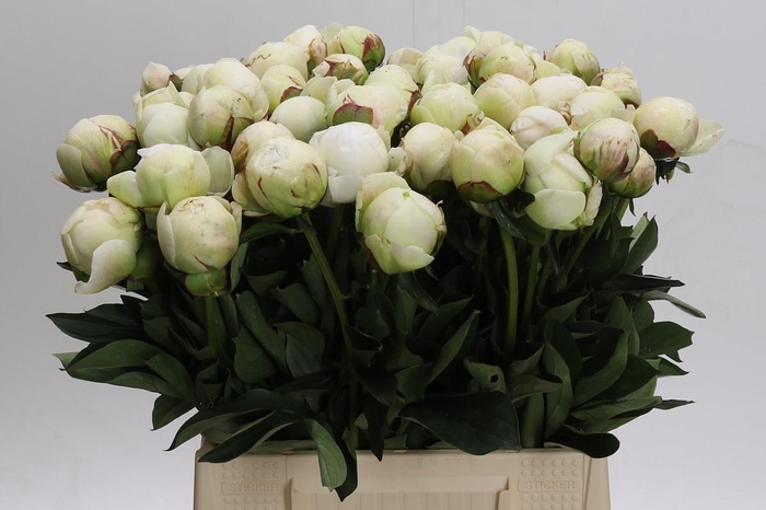 <h4>Paeonia Odile</h4>