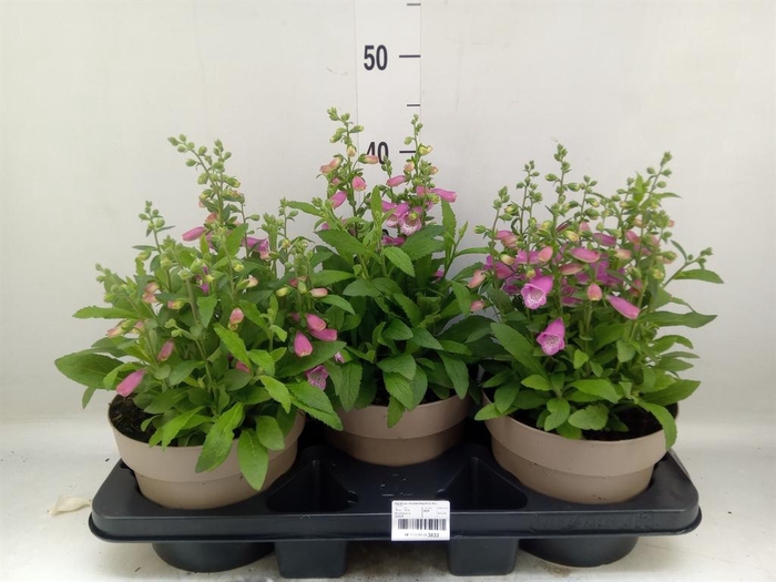 <h4>Digitalis purp. 'Hanabee Rose'</h4>