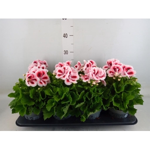 Pelargonium gran.   ..