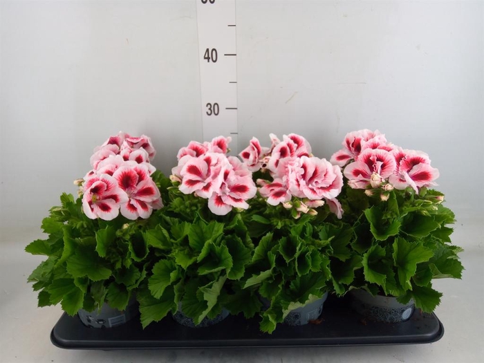 <h4>Pelargonium gran.   ..</h4>