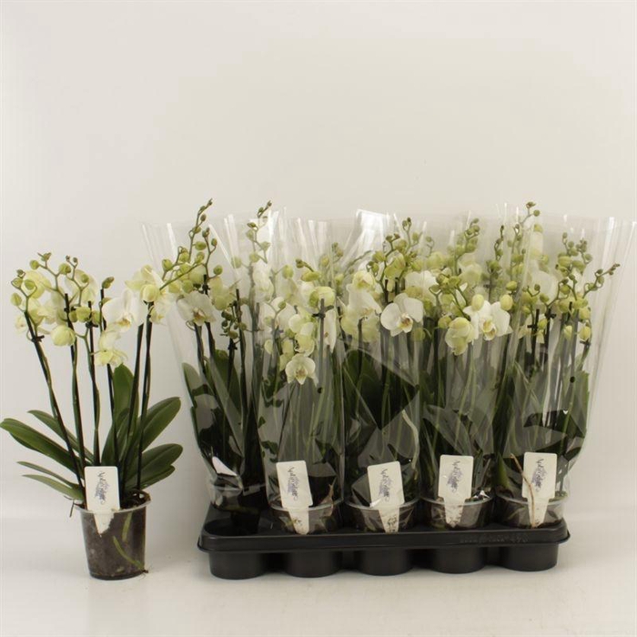 <h4>PHAL OV WIT</h4>