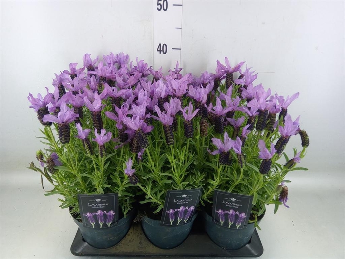 <h4>Lavandula stoec.</h4>