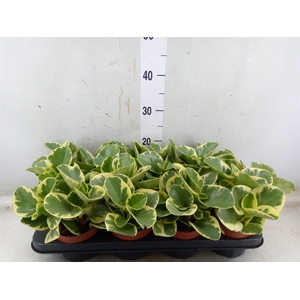Peperomia obt. 'Variegata'