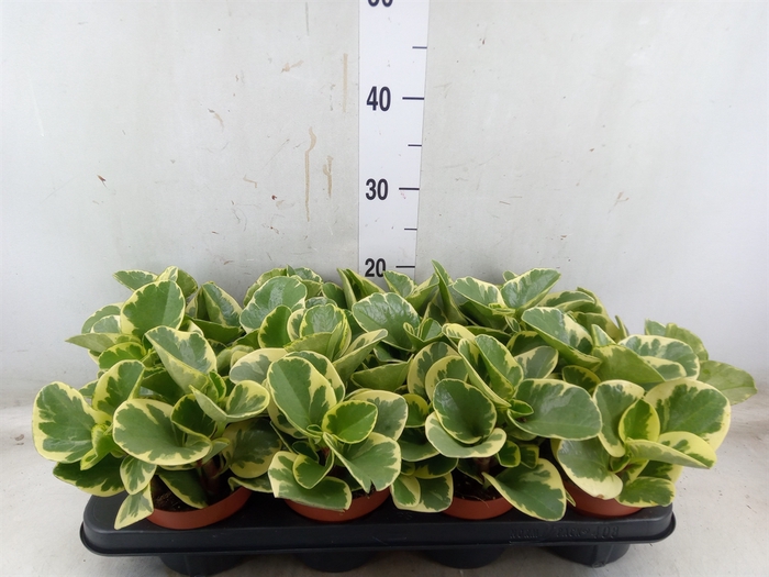 <h4>Peperomia obt. 'Variegata'</h4>